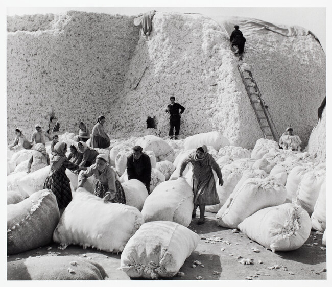 Alternate image #1 of Bagging Cotton, Uzbekistan