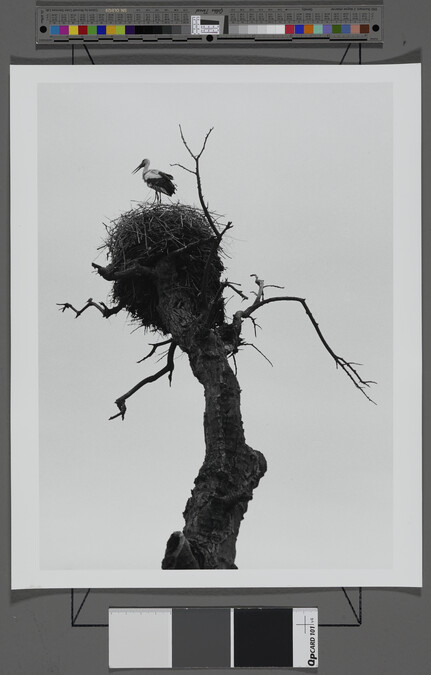 Alternate image #1 of Bird in Nest, Bukhara