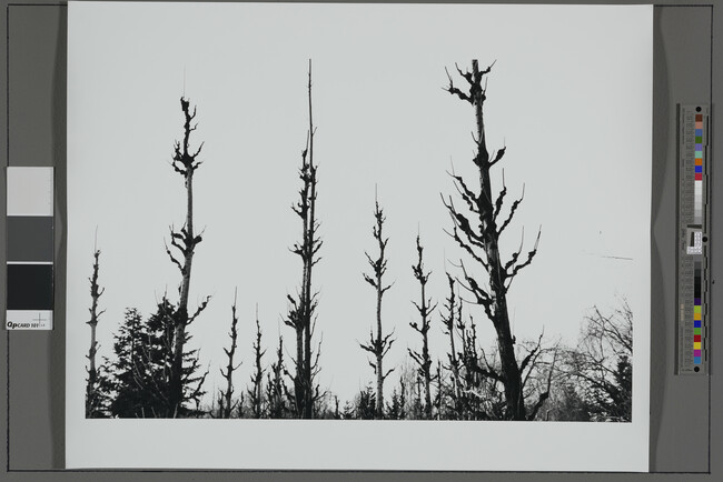 Alternate image #1 of Landscape with Desolate Trees, East Germany