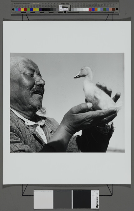 Alternate image #1 of Poultry Farmer Sultan Bazarbayev Harvests over 185,000 Ducks a Year, Karakalpakskaya SSR