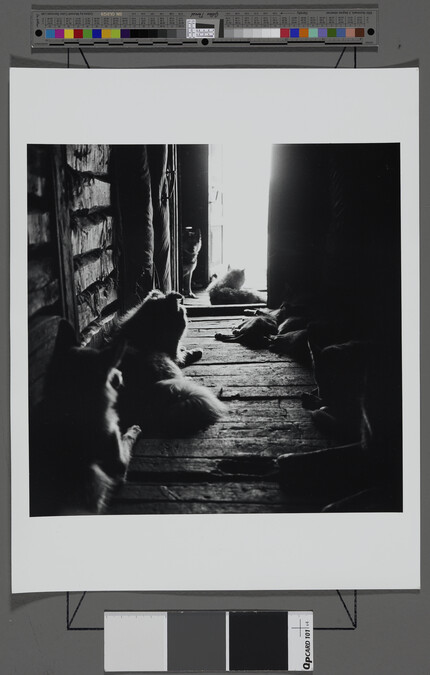 Alternate image #1 of Husky Dogs, Chukotka