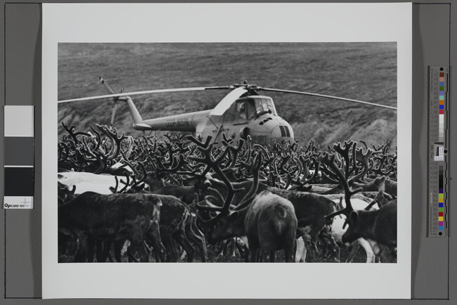 Alternate image #1 of Copter with Caribou, Chukotka