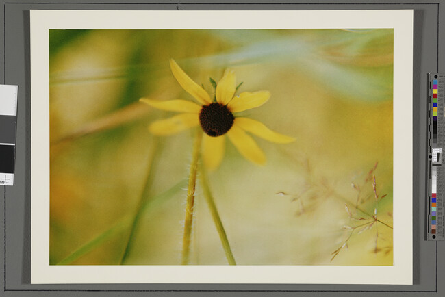 Alternate image #1 of Black-eyed Susan