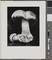 Alternate image #1 of Toadstool, number 10, from the book, The Art of Edward Weston