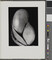 Alternate image #1 of Shells, number 11, from the book, The Art of Edward Weston