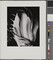 Alternate image #1 of Chinese Cabbage, number 2, from the book, The Art of Edward Weston
