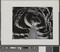Alternate image #1 of Kale Halved, number 22,  from the book, The Art of Edward Weston