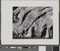 Alternate image #1 of Cyrpress--Point Lobos, number 23, from the book, The Art of Edward Weston