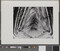 Alternate image #1 of Artichoke Halved, number 26, from the book, The Art of Edward Weston
