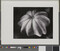 Alternate image #1 of Squash, number 27, from the book, The Art of Edward Weston