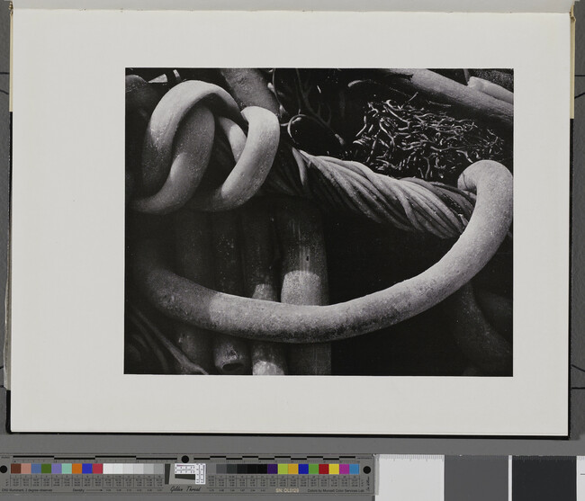 Alternate image #1 of Kelp No. 3, number 30, from the book, The Art of Edward Weston