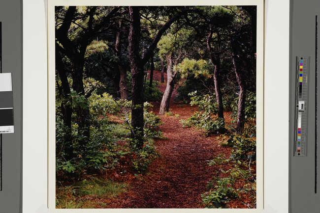 Alternate image #1 of Small's Swamp Trail (Cape Cod National Seashore Park)