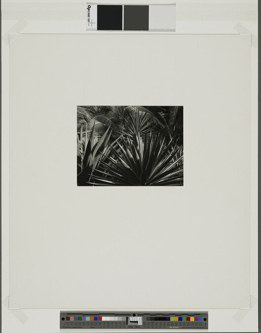 Alternate image #1 of Cacti and Palms