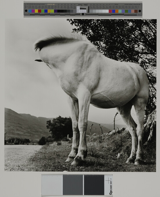 Alternate image #1 of White Horse, Donegal, Ireland, from the portfolio Alen MacWeeney