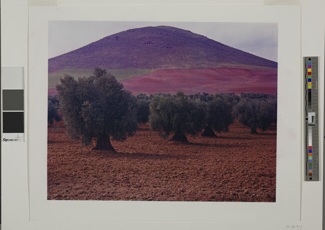Alternate image #1 of Olive Trees Near Cordoba, Spain