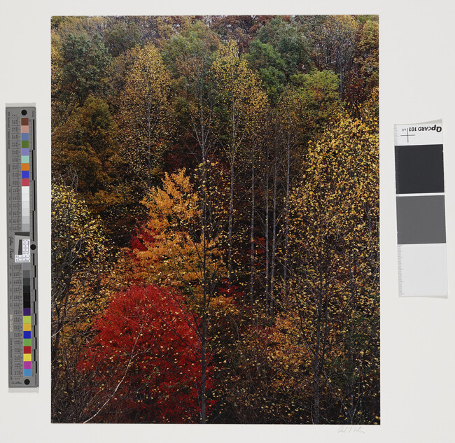 Alternate image #1 of Colorful Trees, Newfound Gap Road, Great Mountains National Park, Tennessee, October, 1967, number 2, from the portfolio Intimate Landscapes