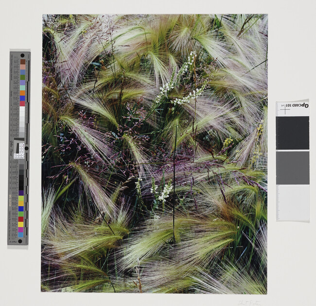 Alternate image #1 of Foxtail Grass, Lake City, Colorado, August, 1957, number 3, from the portfolio Intimate Landscapes