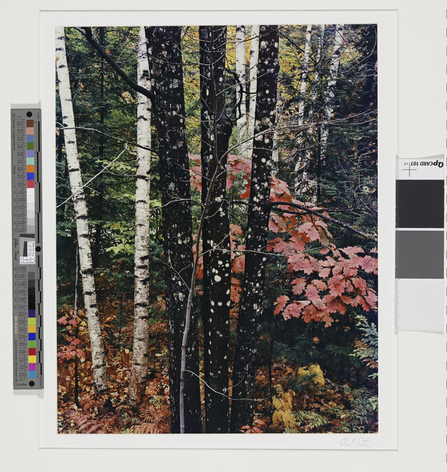 Alternate image #1 of Trunks with Maple and Birch with Oak Leaves, Passaconaway Road, New Hampshire, October 7, 1956, number 7, from the portfolio Intimate Landscapes
