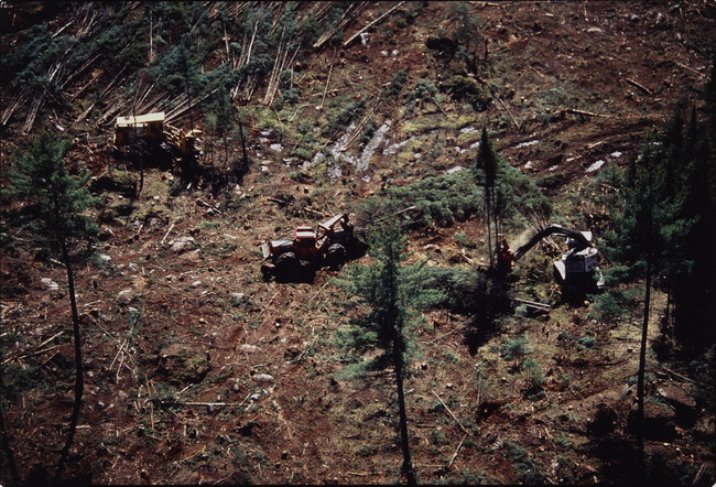 Alternate image #2 of Whitefield, New Hampshire, Mechanized Clearcutting (Cutting)