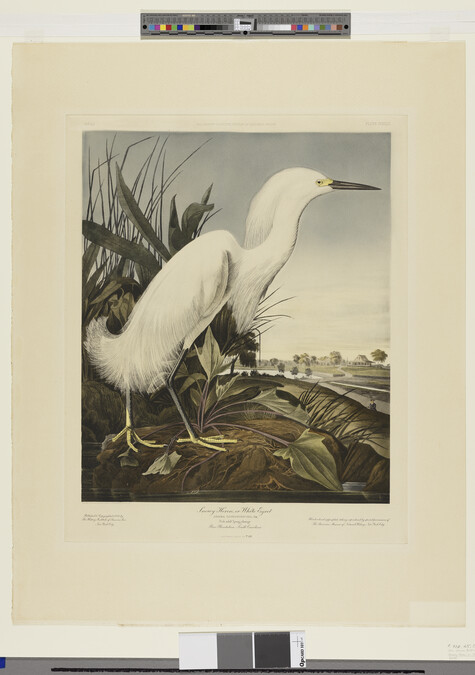 Alternate image #1 of Snowy Heron or White Egret