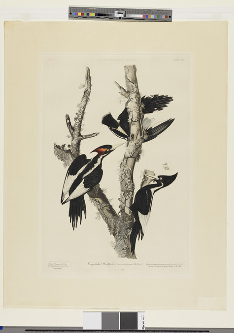 Alternate image #1 of Ivory-billed Woodpecker