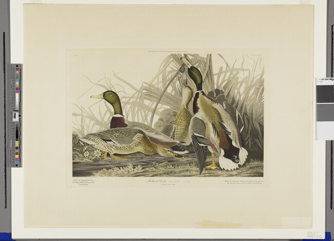 Alternate image #1 of Mallard Duck