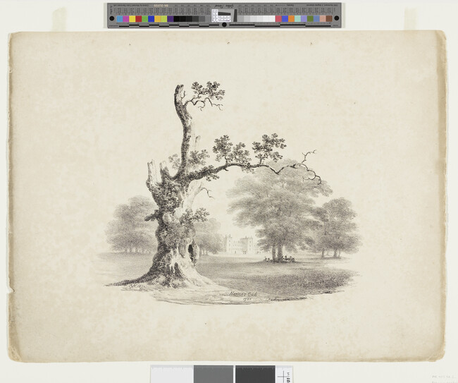 Alternate image #1 of Herne's Oak, from the portfolio Sketches from Nature