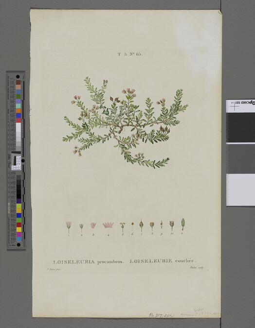 Alternate image #1 of Loiseleuria procumbens. Loiseleurie couchée (Alpine Azalea)
