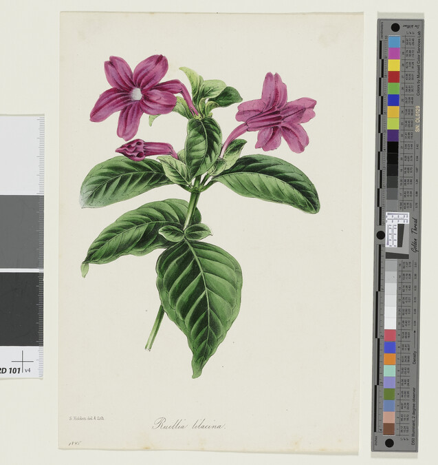 Alternate image #1 of Lilac (Ruellia Lilacina); from Sir Joseph Paxton's The Magazine of Botany series