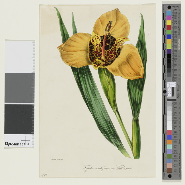 Alternate image #1 of Watson's Tiger Lily (Tigrida conchiflora var Watkinsoni); from Sir Joseph Paxton's The Magazine of Botany series.