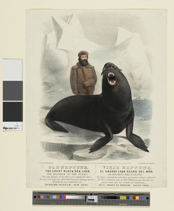 Alternate image #1 of Old Neptune, the Great Black Sea Lion
