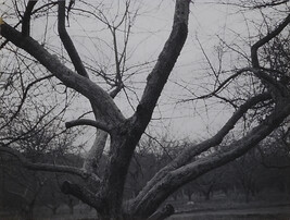 Tree, New England