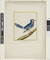 Alternate image #1 of Geay bleu, du Canada (Canadian Blue Jay)