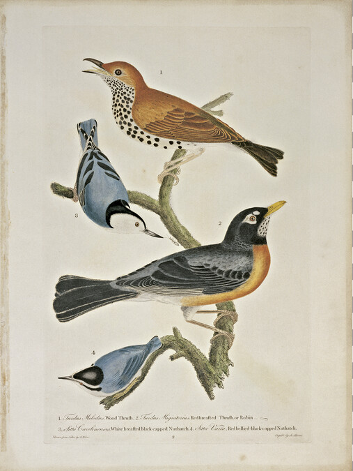 Alternate image #2 of 1. Wood Thrush. 2. Red-Breasted Thrush or Robin. 3. White-Breasted Black-Capped Nuthatch. 4. Red-Belled Black-Capped Nuthatch, from the book American Ornithology