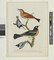 Alternate image #1 of 1. Wood Thrush. 2. Red-Breasted Thrush or Robin. 3. White-Breasted Black-Capped Nuthatch. 4. Red-Belled Black-Capped Nuthatch, from the book American Ornithology