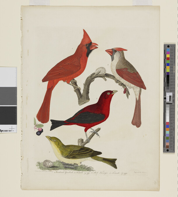 Alternate image #1 of Cardinal Grosbeak and Red Tanager, from the book American Ornithology