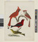 Alternate image #1 of Cardinal Grosbeak and Red Tanager, from the book American Ornithology