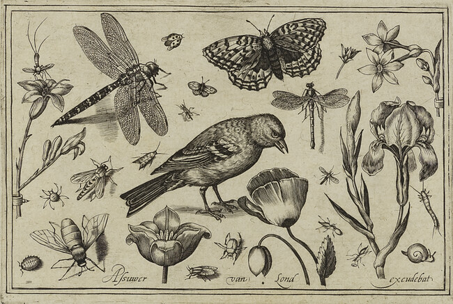 Dragonflies, Moths, and Ladybugs, from 