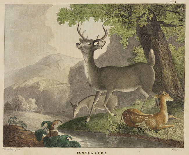 Common Deer, Plate 1, from Doughty's Cabinet of Natural History