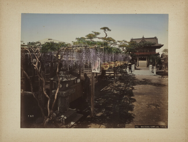 Wisteria Kameido, Tokio, from a Photograph Album