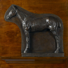 Ecorche: Relief of a Horse (Josephine)