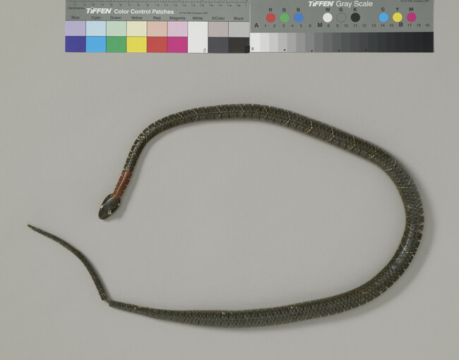 Alternate image #1 of Model Snake