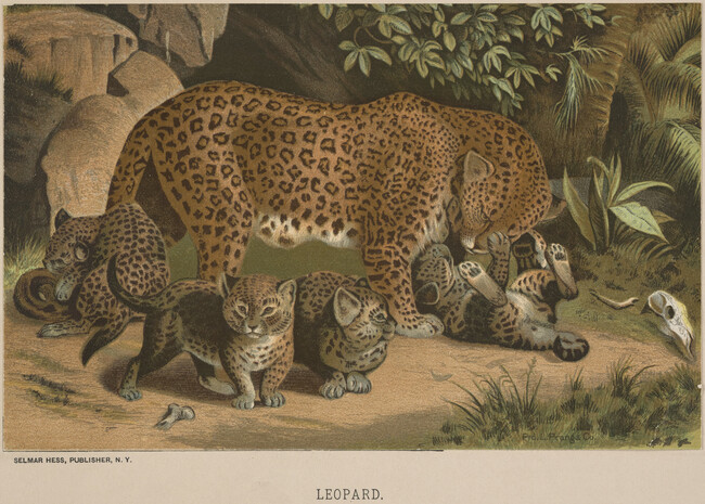 Leopard, from the book Animate Creation; Popular Edition of 