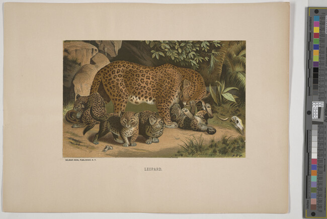 Alternate image #3 of Leopard, from the book Animate Creation; Popular Edition of 