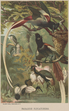 Paradise Flycatchers, from the book Animate Creation; Popular Edition of 
