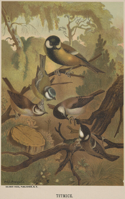 Titmice, from the book Animate Creation; Popular Edition of 
