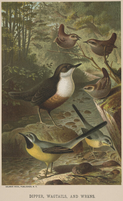 Dipper, Wagtails, and Wrens, from the book Animate Creation; Popular Edition of 