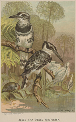 Black and White Kingfisher, from the book Animate Creation; Popular Edition of 