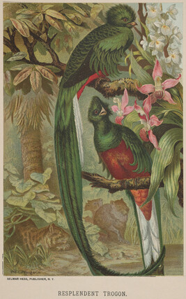 Resplendent Trogon, from the book Animate Creation; Popular Edition of 