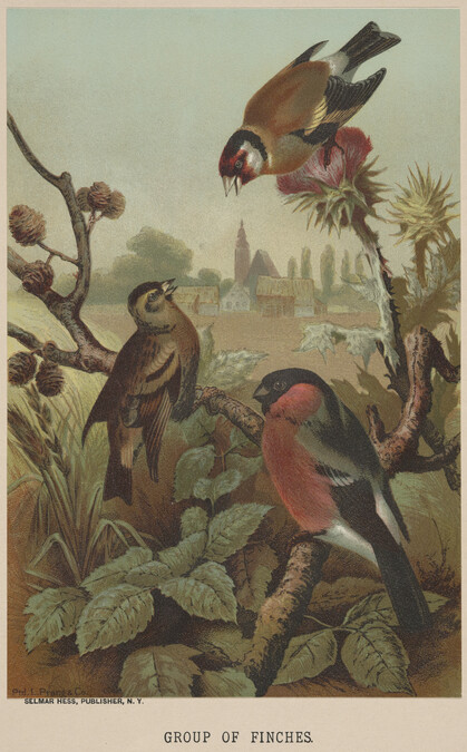 Group of Finches, from the book Animate Creation; Popular Edition of 
